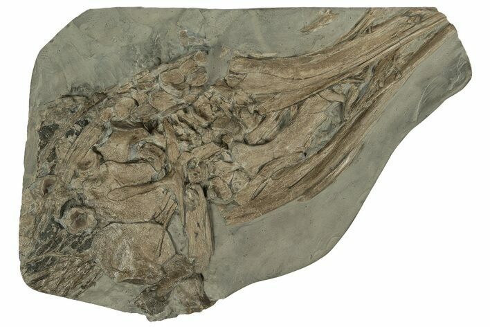 Fossil Ichthyosaur Skull & Associated Bones - Germany #227324